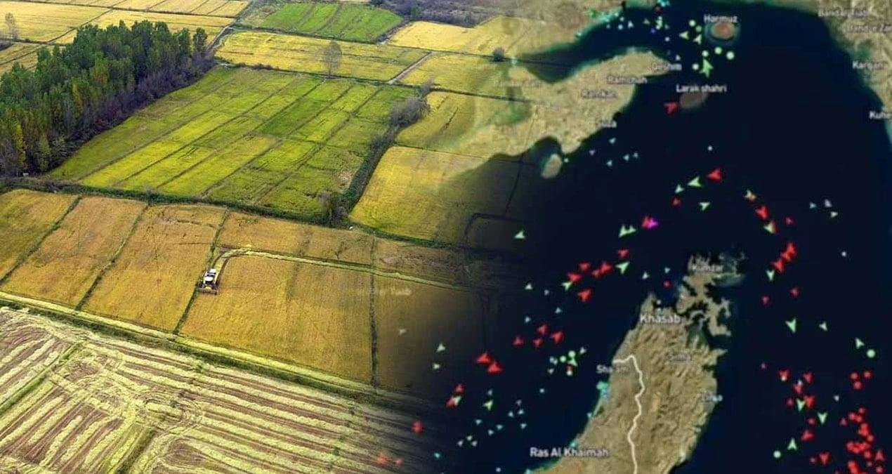 Pirinç Krizi: Savaş ve El Niño’nun Küresel Etkileri