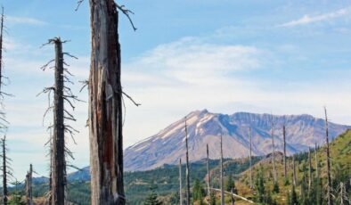St. Helens Yanardağı Patlamasından Sonra Mikrobiyal Müdahalenin Kısa ve Uzun Etkisi