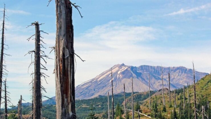 St. Helens Yanardağı Patlamasından Sonra Mikrobiyal Müdahalenin Kısa ve Uzun Etkisi