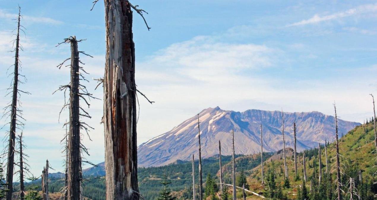 St. Helens Yanardağı Patlamasından Sonra Mikrobiyal Müdahalenin Kısa ve Uzun Etkisi