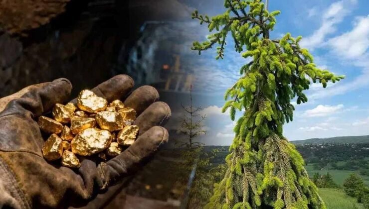 Doğal Dedektörler: Orman Yapraklarında Altın Taşıyan Mikrobiyal Senkronizasyon