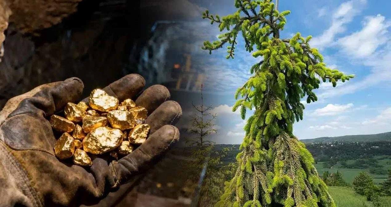 Doğal Dedektörler: Orman Yapraklarında Altın Taşıyan Mikrobiyal Senkronizasyon